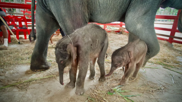 Thailand elephants