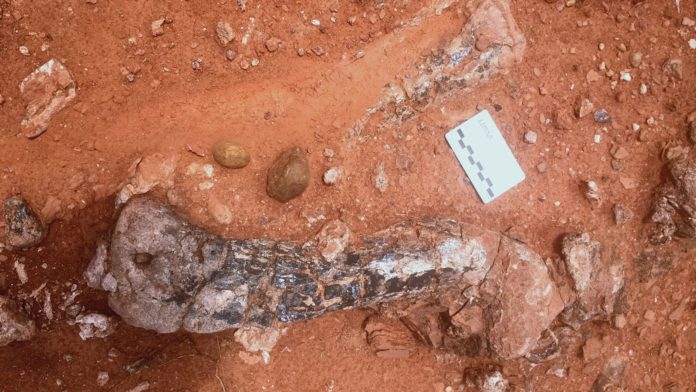 New Dinosaur species discovered in Zimbabwe