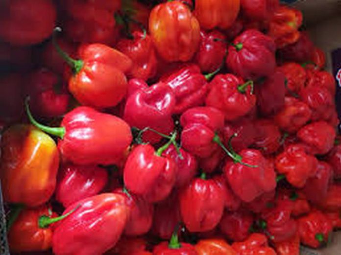 PEPPER