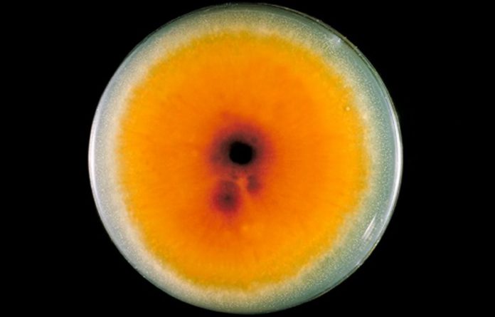 A plate culture containing the fungus Trichophyton mentagrophytes.Smith Collection / Getty Images A plate culture containing the fungus Trichophyton mentagrophytes.Smith Collection / Getty Images