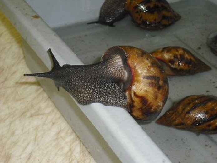 The African giant snail is considered invasive in the US and other Western countries The African giant snail is considered invasive in the US and other Western countries