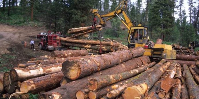 Timber-750x375 (Copy)