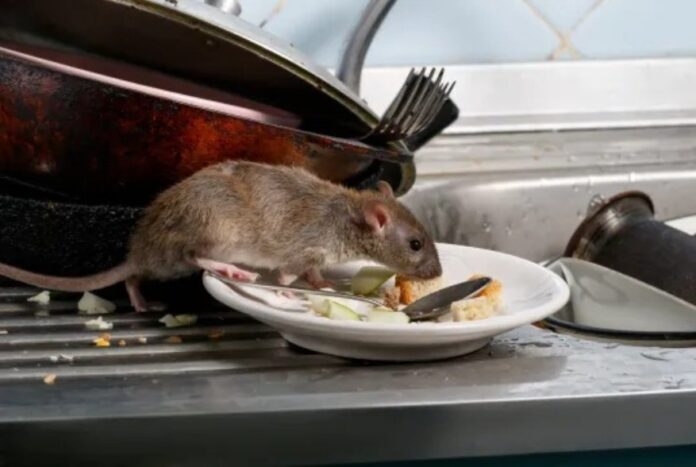 hantavirus