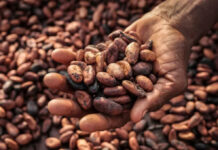 Fix energy and cocoa sectors to protect economy – World Bank tells Ghana