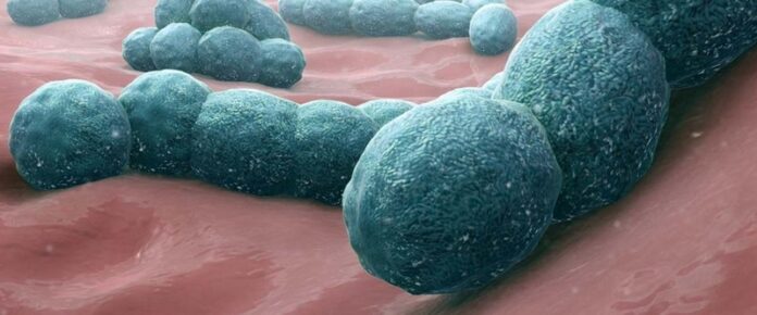 Meningococcal-Meningitis-960x400 (Copy) Meningococcal meningitis