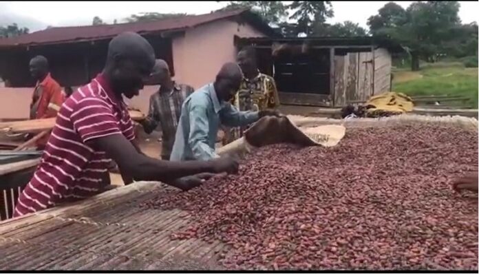 cocoa farmers cocoa farmers