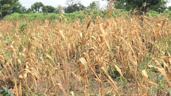 Farmers face devastating losses as drought threatens crops and livelihoods Farmers face devastating losses as drought threatens crops and livelihoods