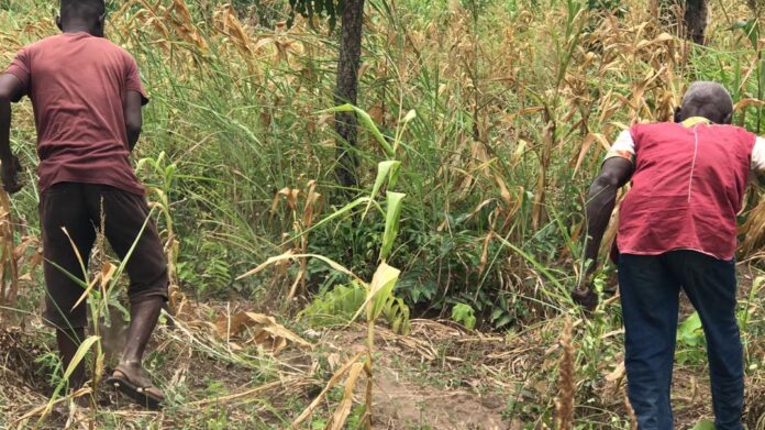 Farmers face devastating losses as drought threatens crops and livelihoods Farmers face devastating losses as drought threatens crops and livelihoods i oti region