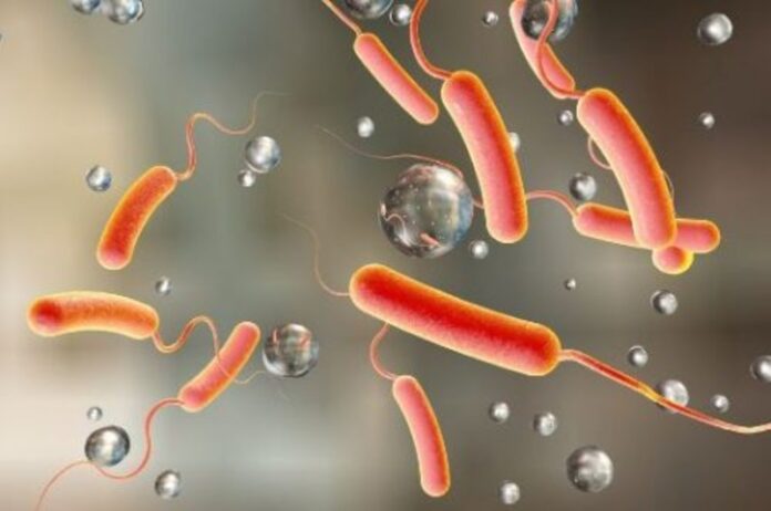 cholera (1)