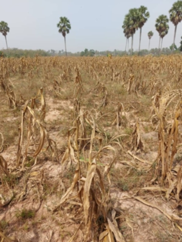 farm drought (1)