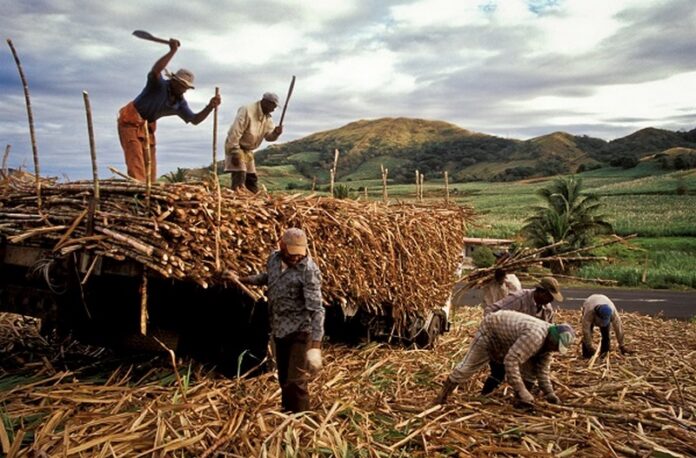 sugarcane (Copy)