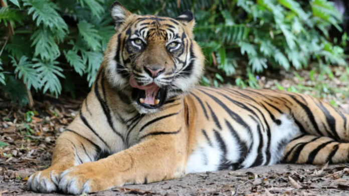 Handler attacked by tiger at Australian theme park Handler attacked by tiger at Australian theme park