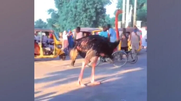 People-were-filmed-gathering-to-watch-an-ostrich-that-had-escaped-from-the-zoo-but-has-been-recaptured-754x424 People were filmed gathering to watch an ostrich that had escaped from the zoo, but has been recaptured