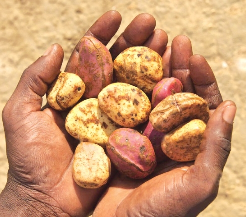Cola_nut