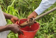 68% of soils in Amansie East, Bosomtwe and Bosome Freho districts is acidic due excessive fertilizer application