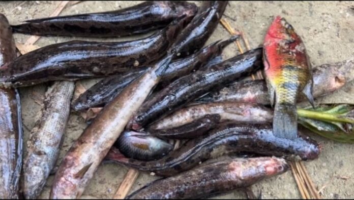 Fishes