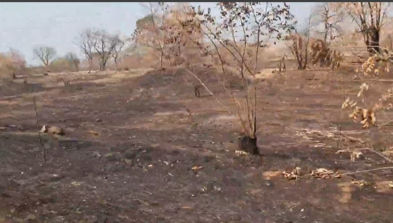 Screenshot 2025-01-09 112139 Bush fire
