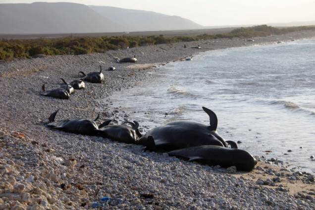 Somali dolphins