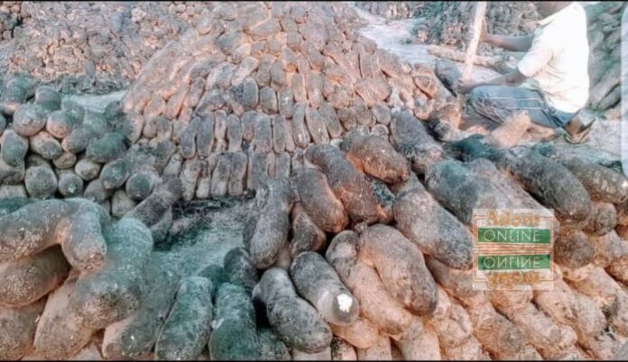 Yam harvest