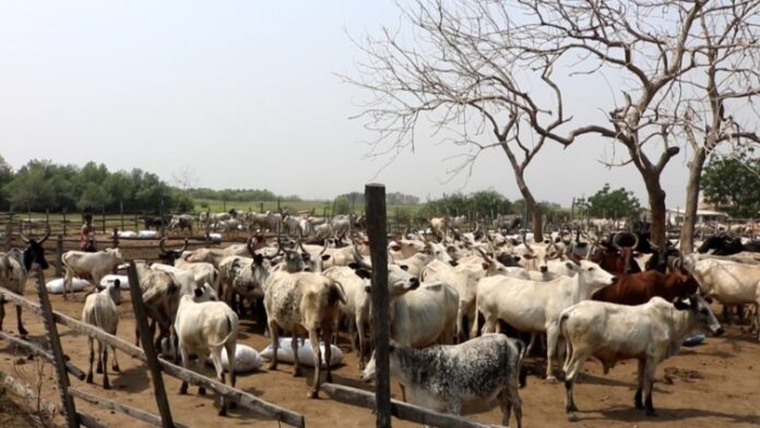 cattle ranch