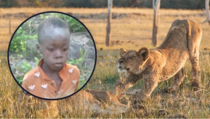 Missing boy in lion's park
