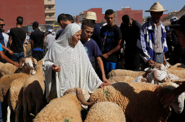Morocco sheep