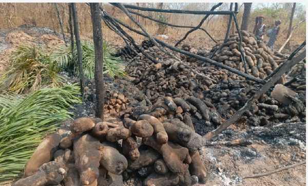 Yam farm