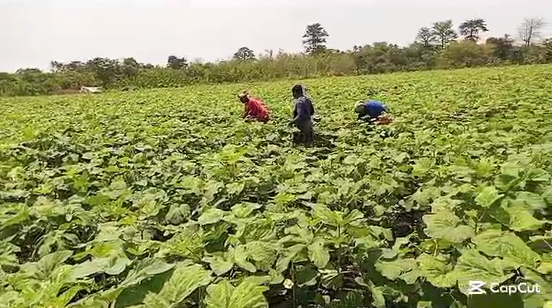 Asuano Okro farmers