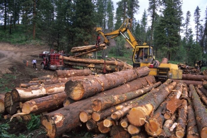 Illegal timber logging