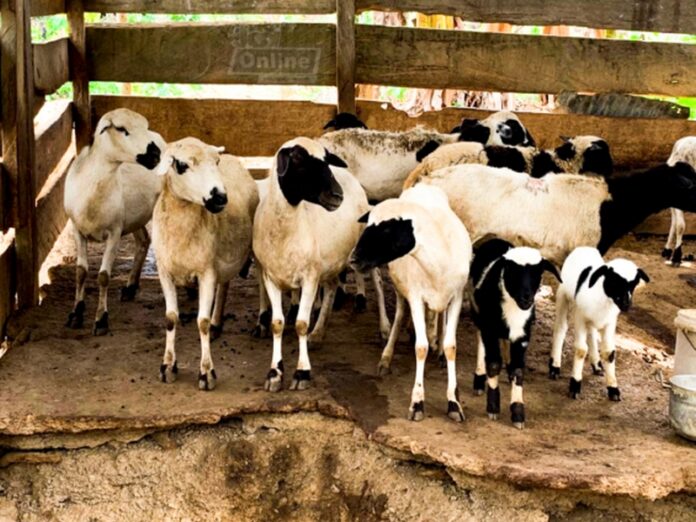 sheep