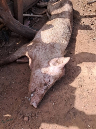 PIG
