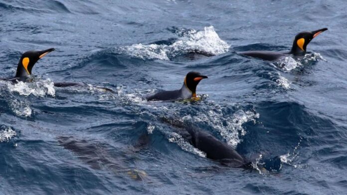 penguins