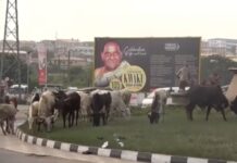 Stray cattle to be killed and donated to prison inmates – KMA boss