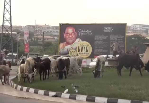 stray cattle Kumasi