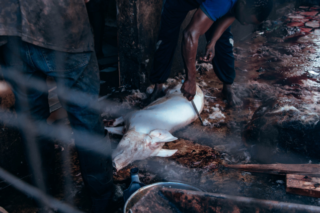 Animals-being-prepared-under-unhygienic-conditions-at-the-Gbawe-Pig-Abattoir-.jpg-1-636x424