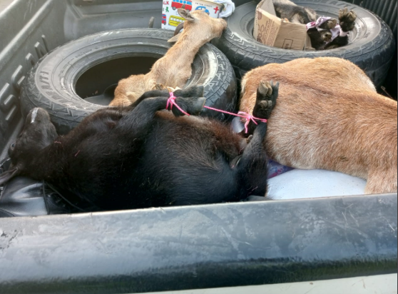 One person arrested in connection with goat theft in Assin South