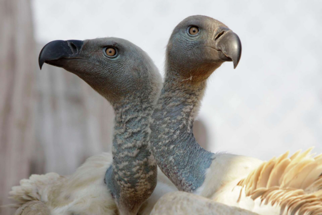 Vulture