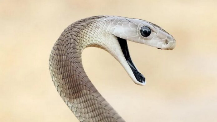 snake