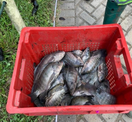 Harvested-tilapia-457x424