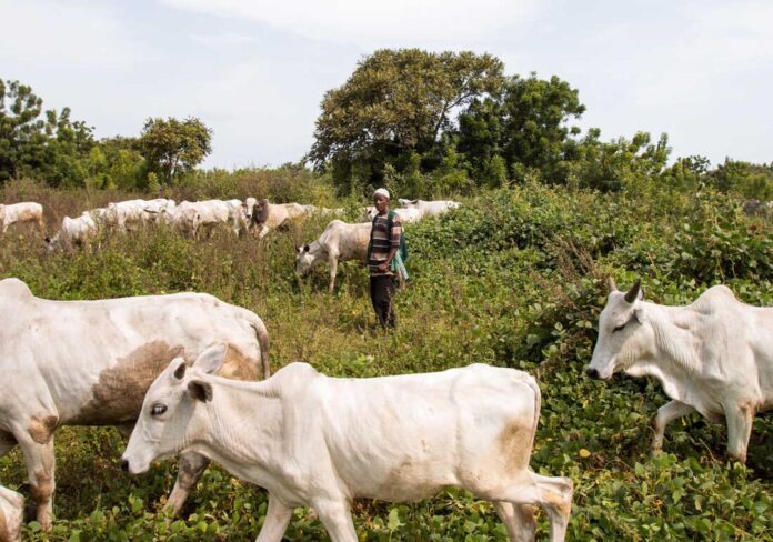 Fulani