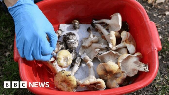 mushroom