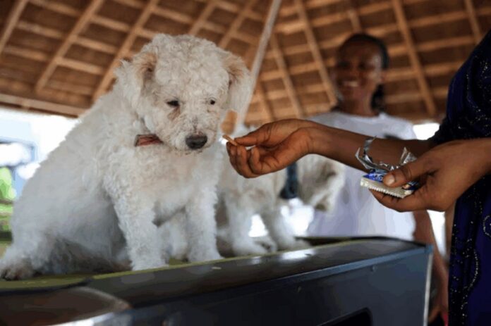 Source: Reuters dogs