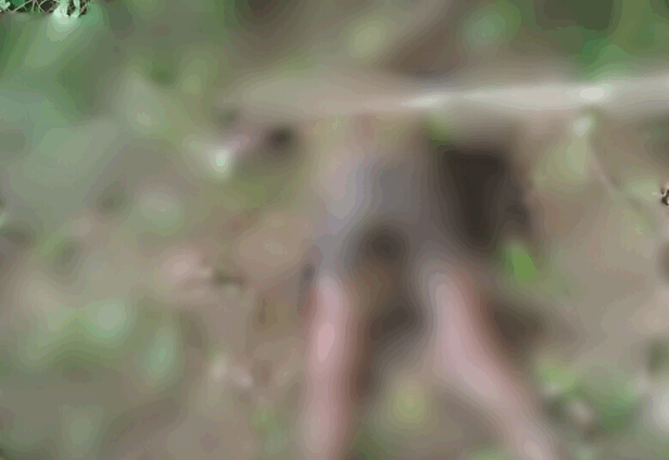 Forestry guard