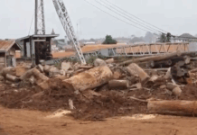 Ayum Timber Company faces collapse as illegal logging depletes forest reserves