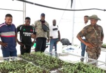 National Service Authority farms over 5,000 acres of maize to support government’s ‘Feed Ghana’ Project