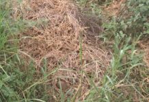 Man allegedly murdered, buried under dried grass at Gomoa Mamfam