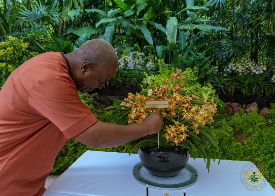 Mahama singapore