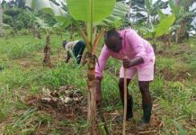 Abuakwa South MP works on farms during recess, promotes farming over destructive galamsey Abuakwa South MP works farms during recess, promoting farming over destructive galamsey