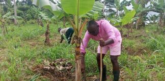 Abuakwa South MP works farms during recess, promoting farming over destructive galamsey