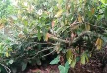 Prabon cocoa farmers cut down cocoa trees to make way for rice farms